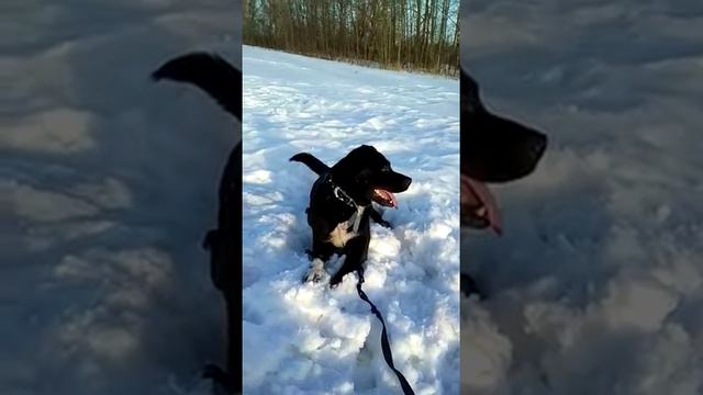 Дайвер 16 02 2019 1 смотреть онлайн