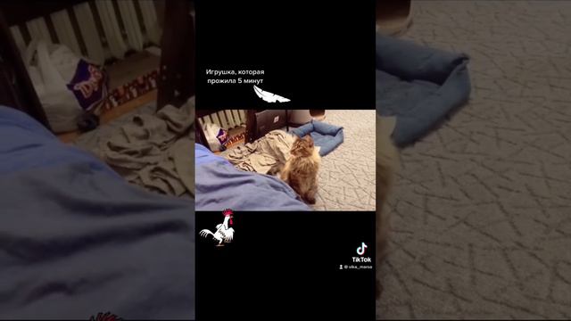 Сколько живут ваши игрушки ? #cat #кот #мейнкун #милыепитомцы смотреть онлайн