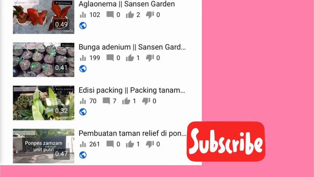 Daily Sansen Garden || Aglaonema, anthurium, dll || Sansen Garden смотреть онлайн
