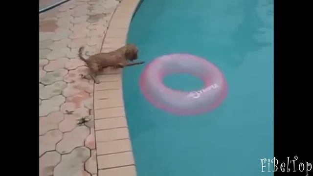 Смешные собаки. Собаки падают в воду подборка - смешное видео, приколы, смотреть онлайн смотреть онлайн