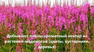 Откуда берётся мёд