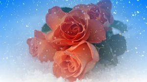 Футаж. Цветы на снегу 26  Footage. Flowers in the snow 26