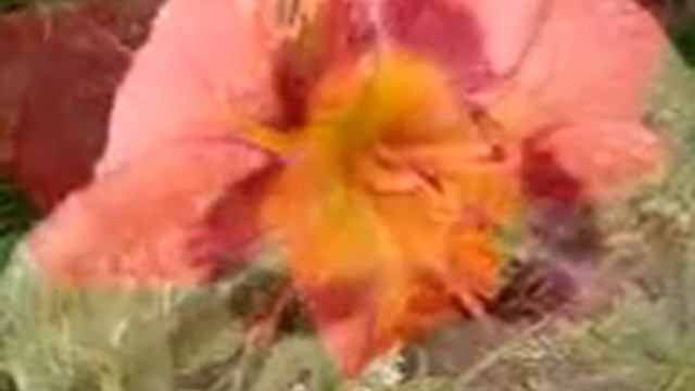 САД В ИЮНЕ -  Розы, лилии, лилейники /garden In June - Lilies, Daylilies, Marigolds