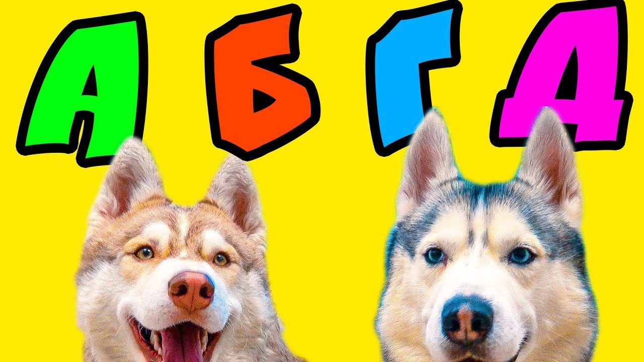 ГОВОРИМ АЛФАВИТОМ!! (Хаски Бандит) Говорящая собака смотреть онлайн