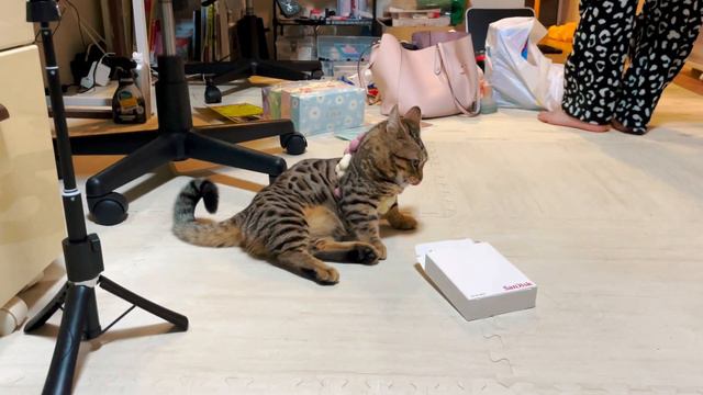 Genetta Kitten wearing a flower collar【Munchkin x Bengal】 смотреть онлайн