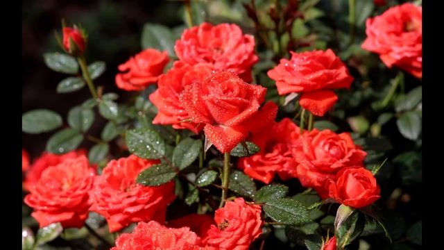 Любовь похожая на сон, поёт Нина Биктимирова, 83 года смотреть онлайн