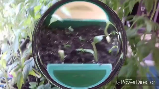 Срочно рассада томатов в грунт Обзор перед посадкой смотреть онлайн
