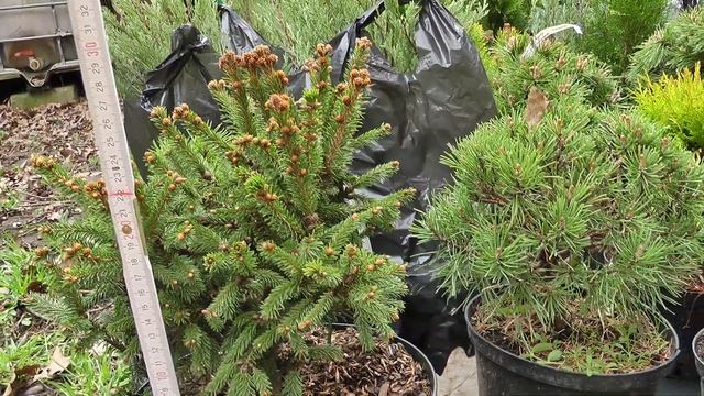 Ель Ридал смотреть онлайн