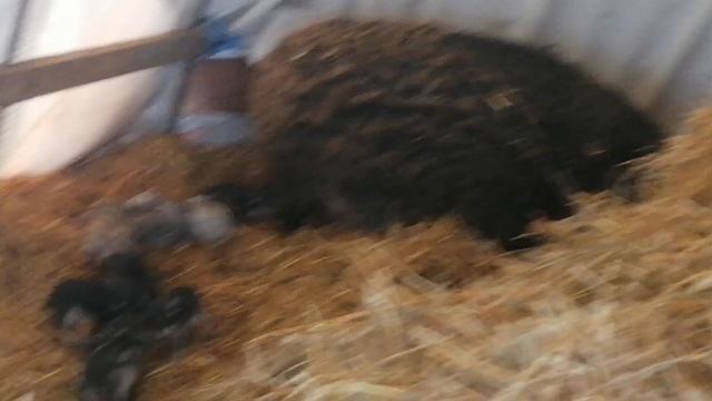 Венгерская мангалица лучшая порода свиней смотреть онлайн