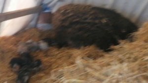 Венгерская мангалица лучшая порода свиней