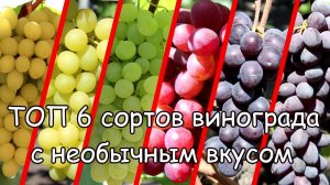 ТОП 6 сортов винограда с необычным вкусом.mp4