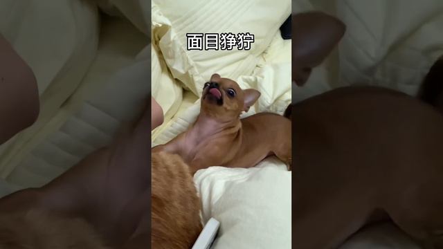 當我抱橘師傅沒抱燒狗時 смотреть онлайн