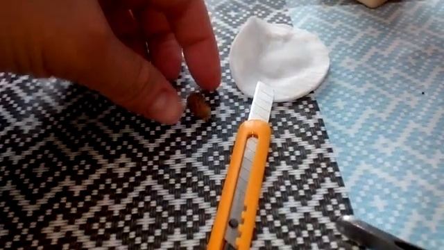 Как отделить детку кактуса? смотреть онлайн