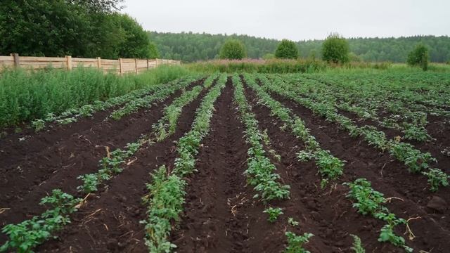 УТРО В ДЕРЕВНЕ | НЕ БЫВАЕТ ХУДА БЕЗ ДОБРА | ПОДАРОК СОСЕДУ | РЕМОНТ | ЗАГОТОВКИ смотреть онлайн