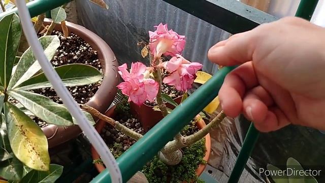 что цветёт из орхидей 1ч. смотреть онлайн
