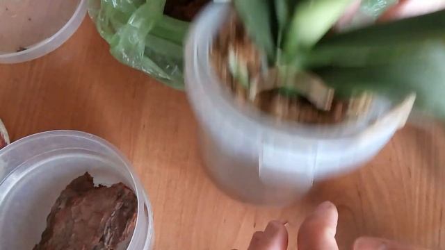 Пересаживаю орхидею, заглубляю шейку. В чем минусы и плюсы? смотреть онлайн