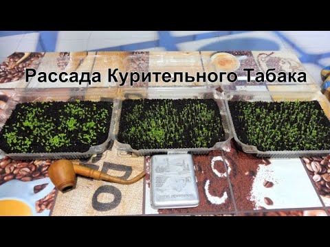 Рассада Курительного Табака взошла, что делаем дальше? смотреть онлайн