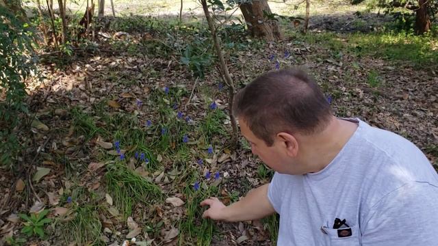 Muscari, or Grape hyacinth смотреть онлайн