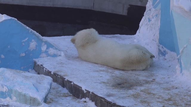 Герда с медвежатами гуляют в вольере. 22.03.2023 смотреть онлайн