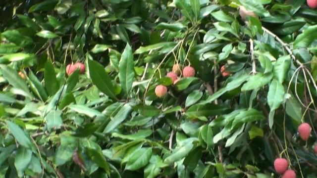 lychee fruit Cultivation - Litchi Farming in Bangladesh Villages смотреть онлайн