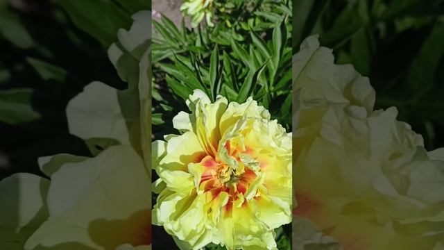 Пион Бартзелла ИТО. Peony Bartzella. Цветение. смотреть онлайн