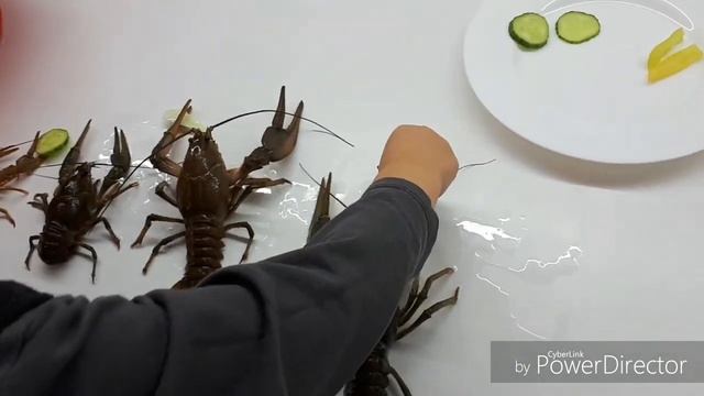 Живые раки ?+? смотреть онлайн