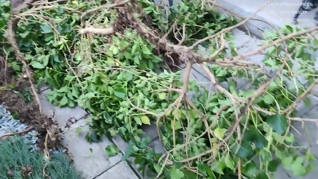 Переделала клумбу у входа, убрала черное агроволокно, подстригли и измельчили плющ 10.10.2023 г. смотреть онлайн