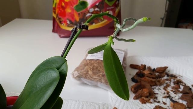 Отделение и посадка детки мини-орхидеи / Potting a mini phalaenopsis keiki смотреть онлайн