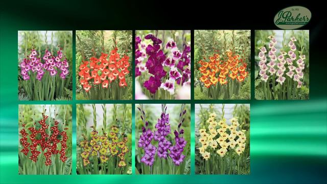 How to Plant Gladioli: Summer Garden Guide смотреть онлайн