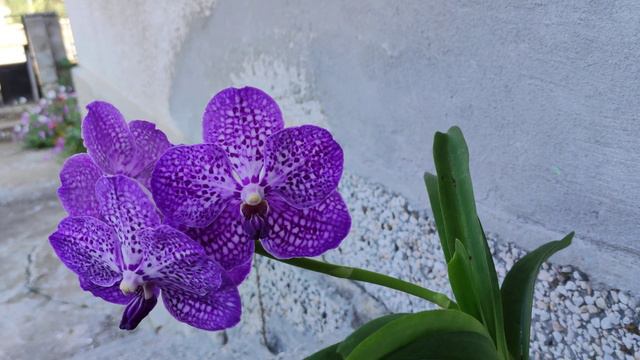 vanda black magic смотреть онлайн
