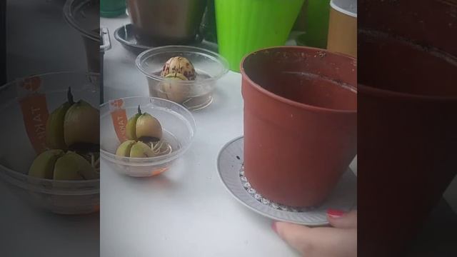 Проращивание косточки авокадо смотреть онлайн