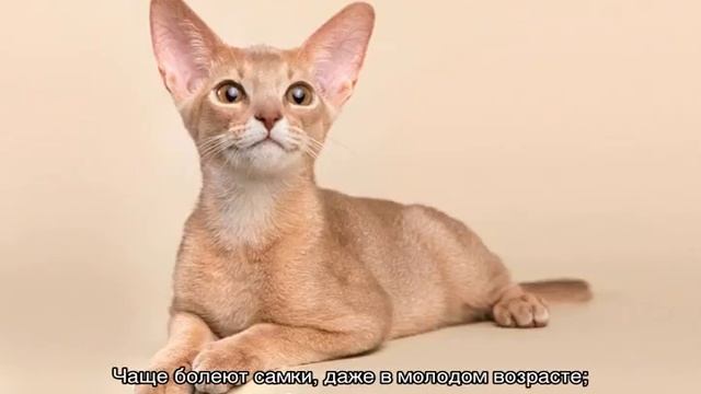 Абиссинская кошка — окрас котов-абиссинцев смотреть онлайн
