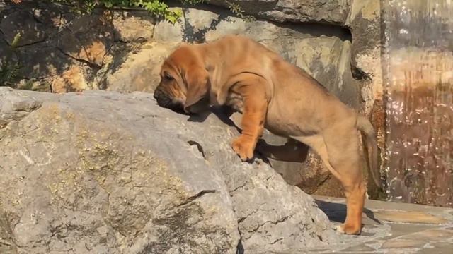 Фила Бразилейро Fila Brasileiro смотреть онлайн