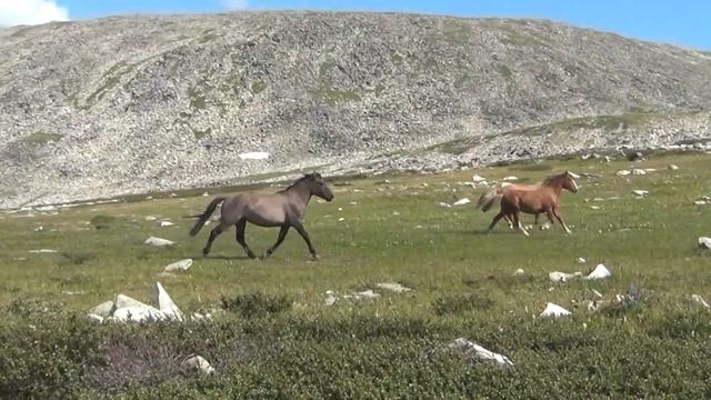 Вырвался в горы,начало похода в Чарышском районе смотреть онлайн