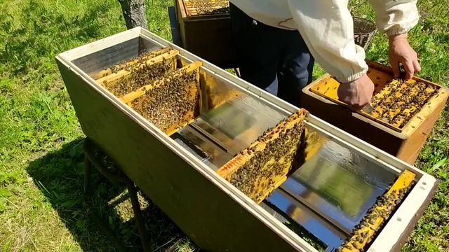 Пасека. 13 июня 2022 года. "Неправильное пчеловодство" в действии, или медовик перед медосбором. смотреть онлайн