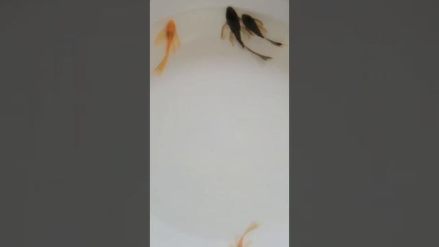 Сомики Анциструс вуалевый "стрекоза". смотреть онлайн