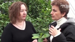 Комнатный лимон  Защита от вредителей. Сайт «Садовый мир»