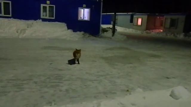 лиса на камчатке на нуле смотреть онлайн