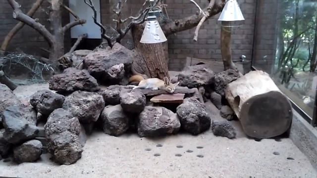 Зоопарк "Артис" в Амстердаме // Zoo "Artis" in Amsterdam смотреть онлайн