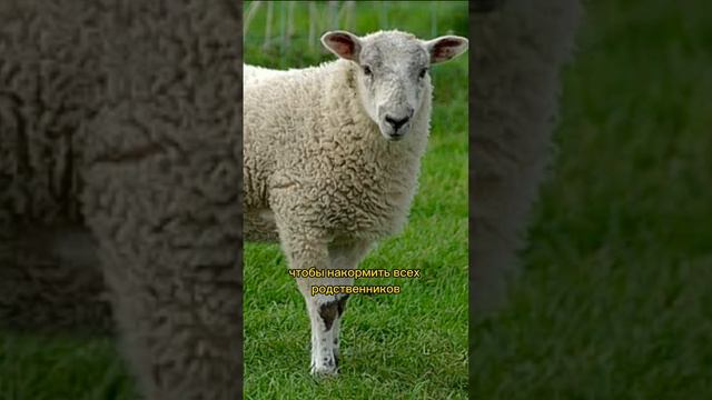 МУДРАЯ ПРИТЧА ДО СЛЕЗ #мудрость #психология #притча #саморазвитие #сосмыслом #цитаты смотреть онлайн