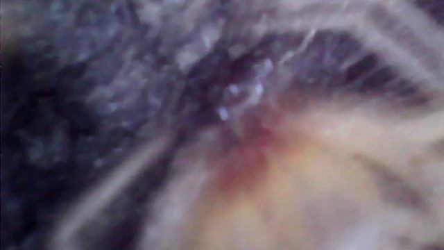 паук фаланга крупным планом смотреть онлайн