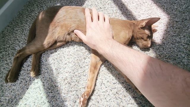 Black ORIENTAL Shorthair CAT Loves SHRIMP Very Much ?? Funny Cat ?