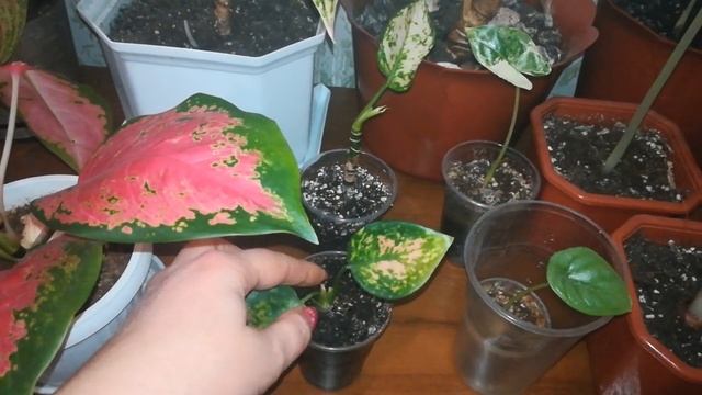 Аглаонемы и алоказии. Обзор??? смотреть онлайн