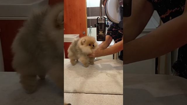 Сэнжи Вит Морошка, 2,5 мес. смотреть онлайн