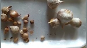 Рокамболь или чесночный лук - как растить!