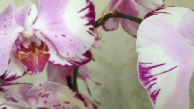 Цветущие орхидеи у меня дома: Каменная Роза, Манхеттен, Чармер, Сюрф Сонг и тд)) смотреть онлайн