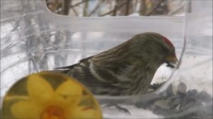 птички чечетки снегири синички