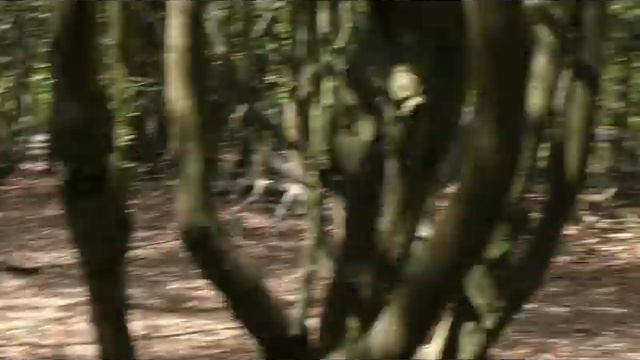 Парк обезьян.Франция.Эльзас.Кормим обезьян с руки.Alsass.France.Montagne des Signes.Feeding monkeys смотреть онлайн