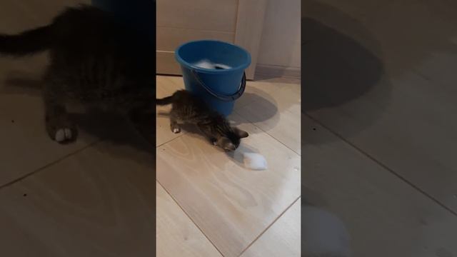 Котик и пена смотреть онлайн