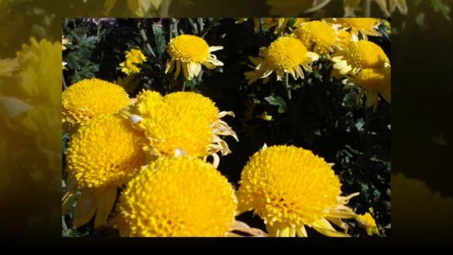 Я осень с хризантемами встречаю смотреть онлайн